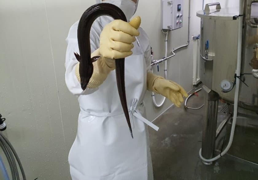 짱어둥둥장어곰탕