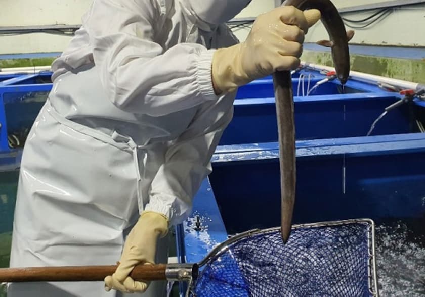 짱어둥둥장어곰탕