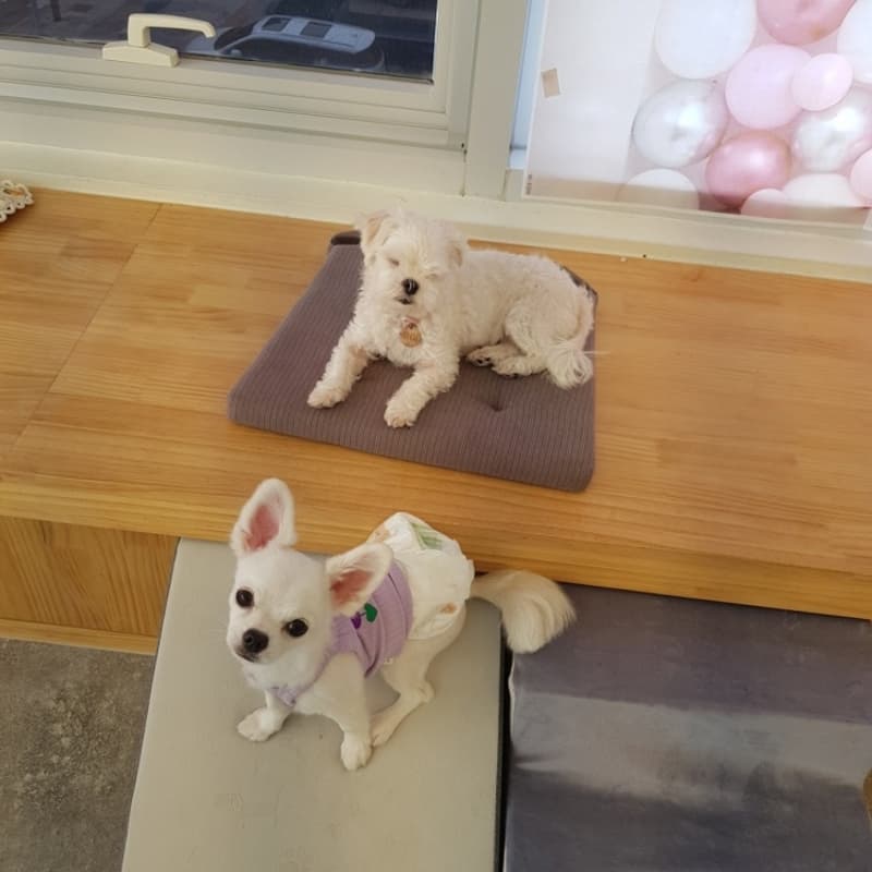 사랑하는 마음으로 소형견 미용 기본