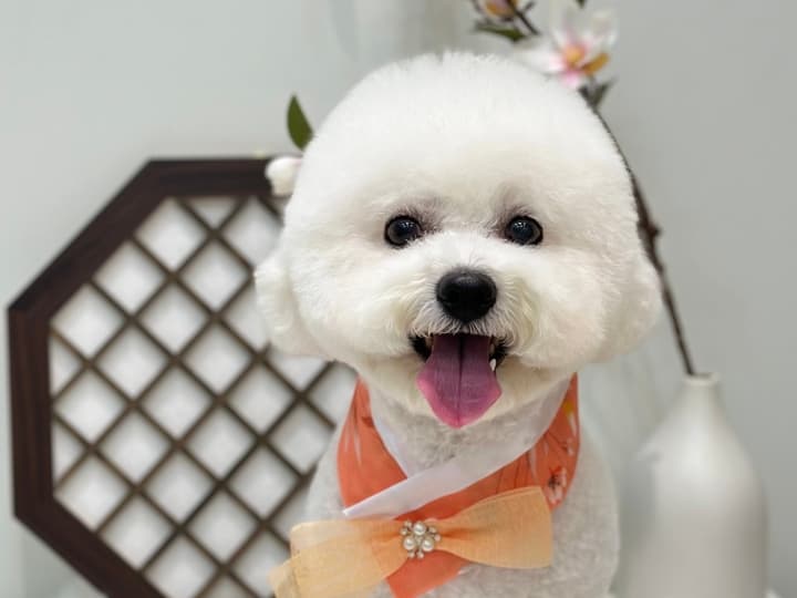 하이몽몽