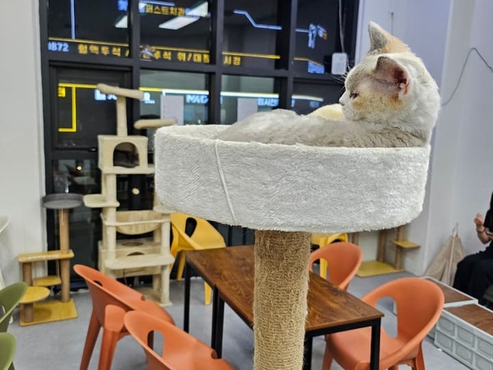 고양이출근중